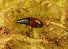 Tachyporus dispar