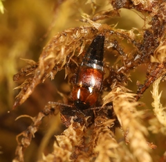 Tachyporus dispar