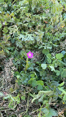 Calandrinia menziesii