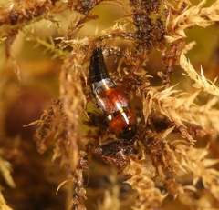 Tachyporus dispar