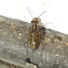 Cylindera suturalis
