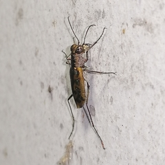 Cylindera suturalis