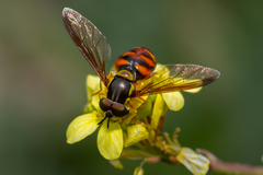Chrysotoxum triarcuatum