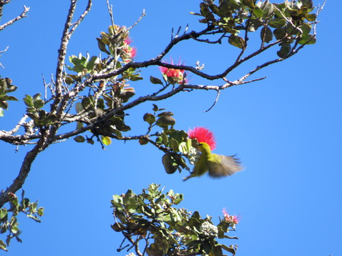 ʻAmakihi delle Hawaii
