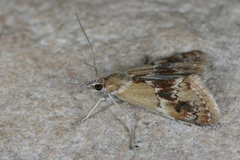 Noctueliopsis bububattalis