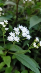 Ageratina riparia image