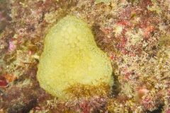Pseudodistoma crucigaster
