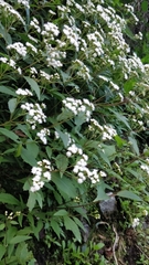 Ageratina riparia image