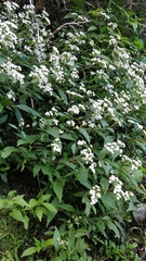 Ageratina riparia image