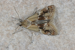 Noctueliopsis bububattalis