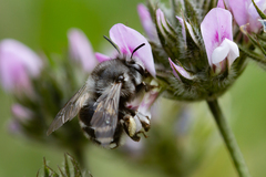 Anthophora alluaudi