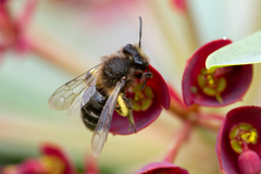 Andrena vulcana