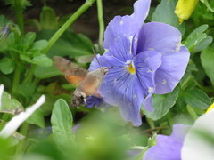 Macroglossum stellatarum