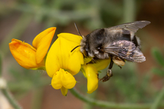 Anthophora alluaudi