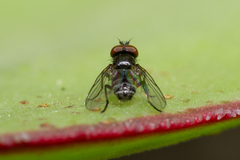 Rondania insularis
