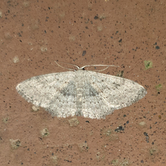 Scopula guancharia