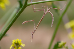 Hypsicorypha gracilis
