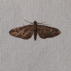 Eupithecia tenerifensis