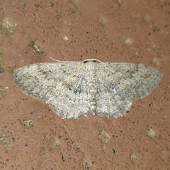Scopula guancharia