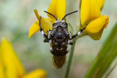 Melecta curvispina
