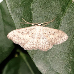 Scopula guancharia