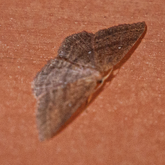 Cyclophora maderensis