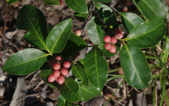 Glycosmis trifoliata