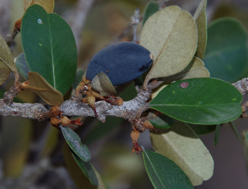 Sersalisia sericea (Aiton) R.Br.