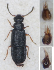 Coryphium angusticolle