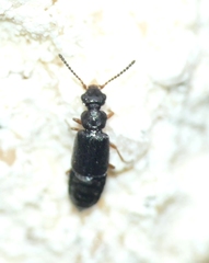 Coryphium angusticolle