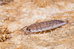 Porcellio barroisi