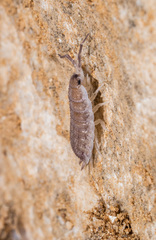 Porcellio barroisi