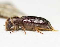 Melalgus plicatus