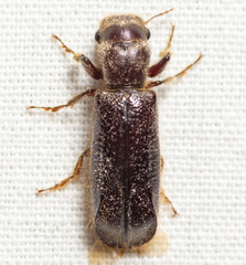 Melalgus plicatus