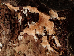 Dentipellis fragilis