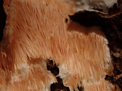 Dentipellis fragilis