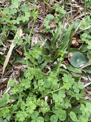 Ranunculus platensis