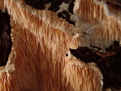 Dentipellis fragilis