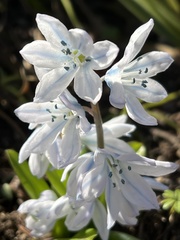 Scilla mischtschenkoana