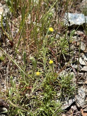 Rigiopappus leptocladus