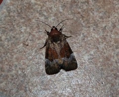 Hampsonodes mastoides