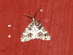 Cargolia arana