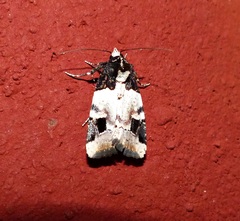 Bryolymnia bicon