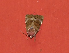 Hampsonodes mastoides