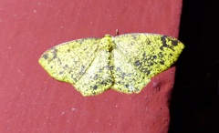 Periclina