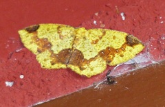 Periclina
