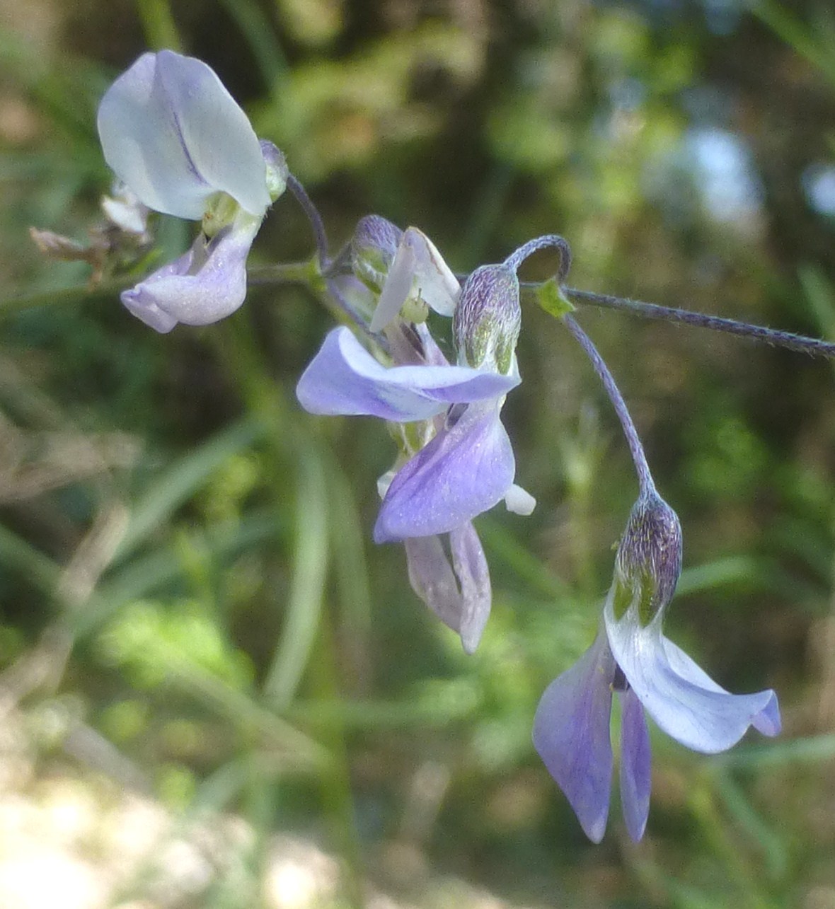 Pediomelum linearifolium