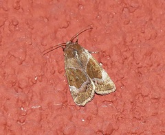 Hampsonodes mastoides