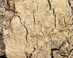 Enterographa subserialis