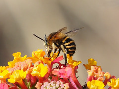 Amegilla quadrifasciata maderae